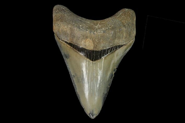 Serrated, Fossil Megalodon Tooth - Glossy Enamel #129434